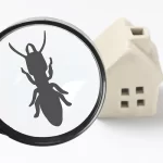 専門家が指摘：災害地で蔓延するのは腐敗やカビだけでなく、ネズミやシロアリも？