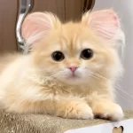 耳をミッキーマウスのように整形されたペットたち、飼い主に「虐待」の声