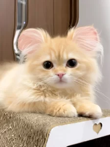 耳をミッキーマウスのように整形されたペットたち、飼い主に「虐待」の声