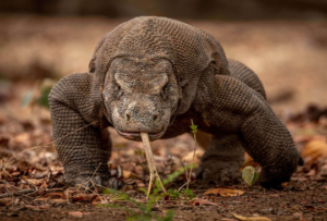 絶滅危惧種のコモドドラゴン、名古屋で展示決定！