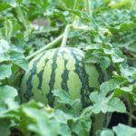 浜松市内でスイカ泥棒が続発！防犯カメラが犯人を捉える