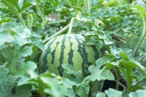 浜松市内でスイカ泥棒が続発！防犯カメラが犯人を捉える