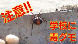 外来種の毒グモ「セアカゴケグモ」、広島市内でも確認される