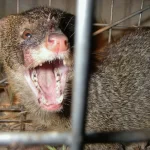 奄美大島のマングース、根絶宣言を正式に発表！