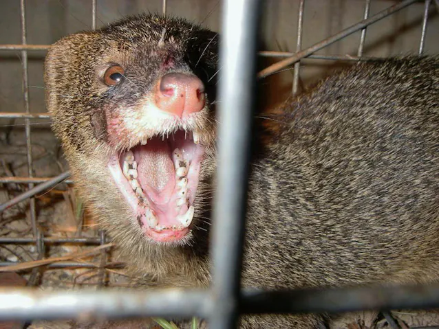 奄美大島のマングース、根絶宣言を正式に発表！